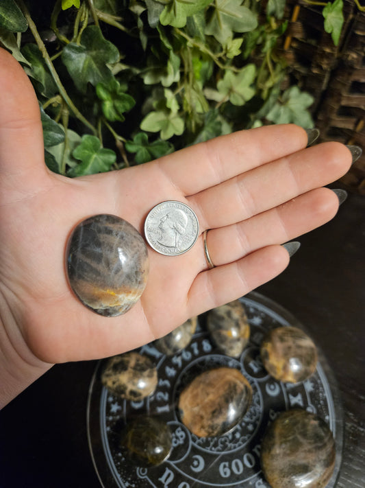 Black Moonstone Palms